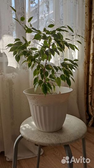 Фикус бенджамина пестролистный
