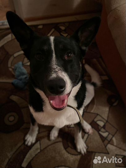 Рэй.Пёс,которому нужна семья