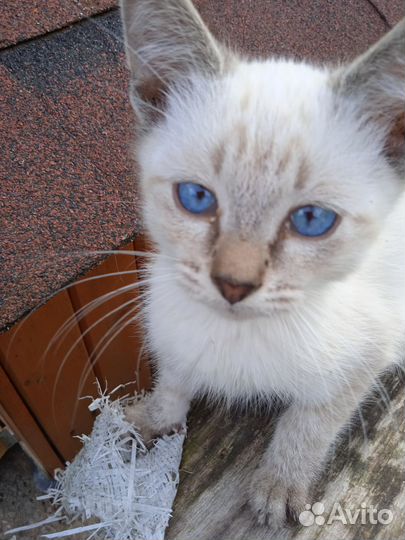 Ласковые котята