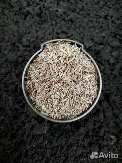 Семена газонной травы Премиум