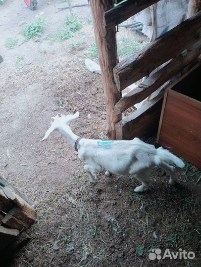 Козы и козлята