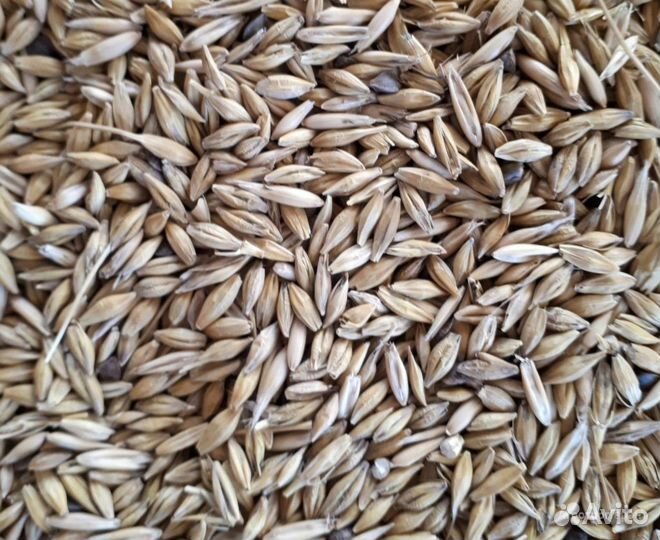 Ячмень фуражный арт. ячм0010