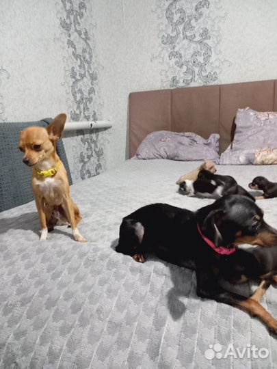 Щенки тойтерьера