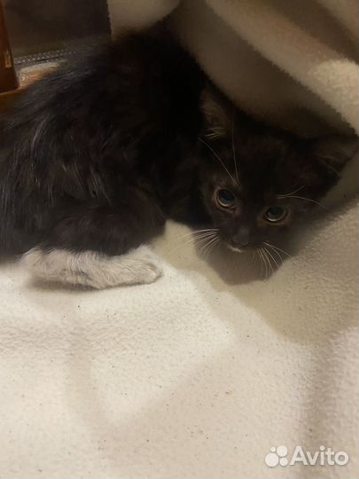 Котенок 3 мес