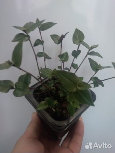 Комнатные цветы