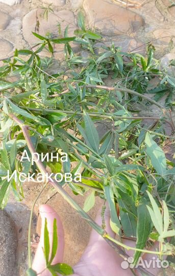 Маракуйя, пассифлора, черенки, семена, экзотика