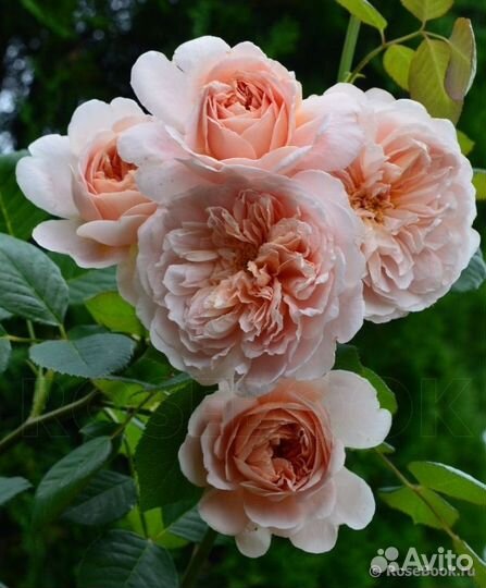 Английская Роза Ти Клиппер