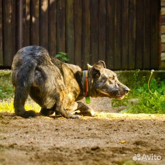 Маковая. Манечка в добрые руки
