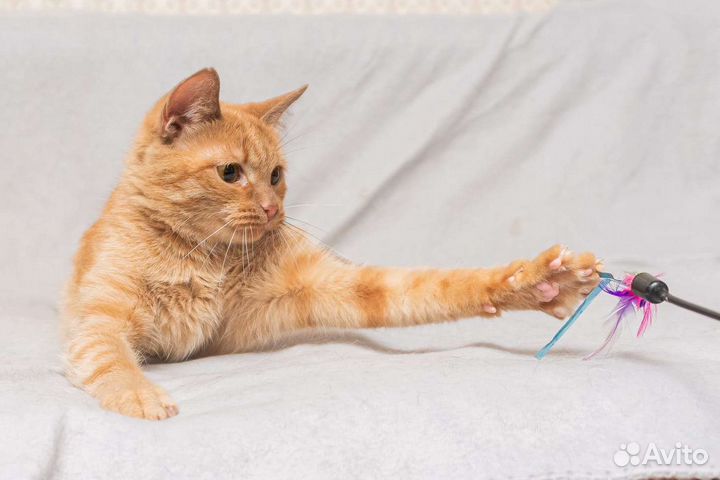 Кошка в дар