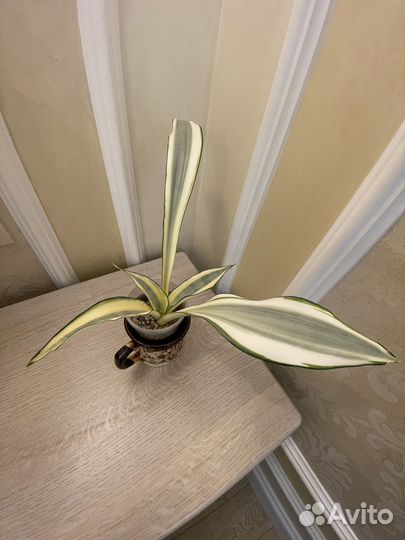 Сансевиерия Splash Сплэш