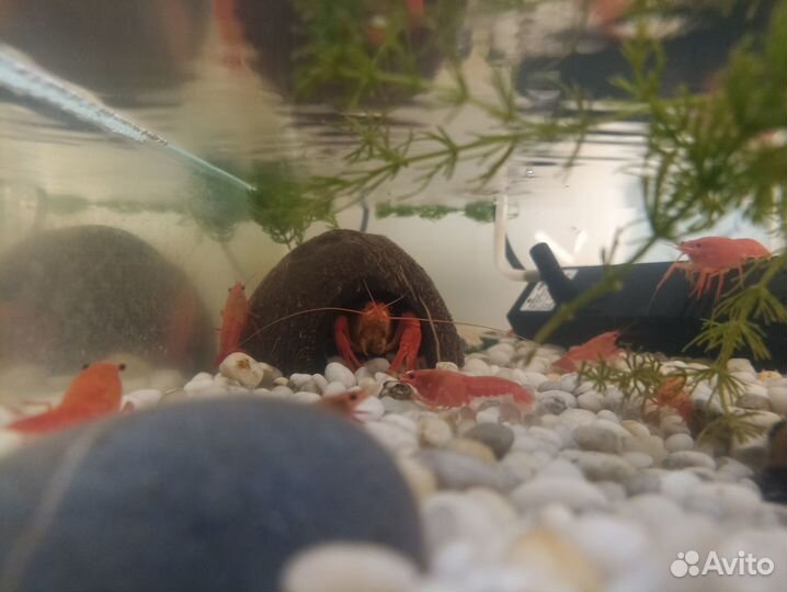 Калифорнийский красный рак