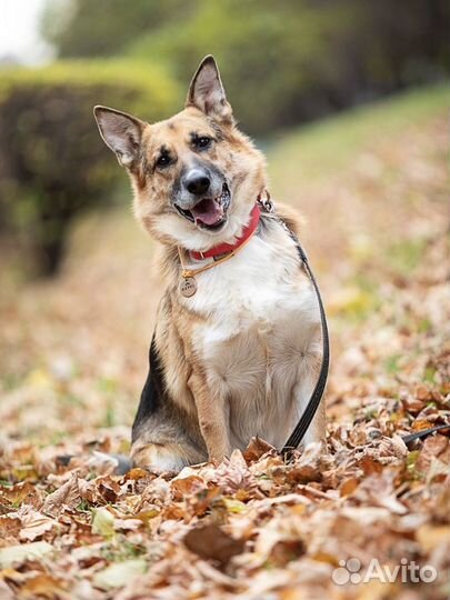 Метис овчарки в хорошие руки