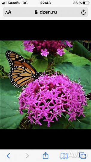 Клеродендрум Брунгле