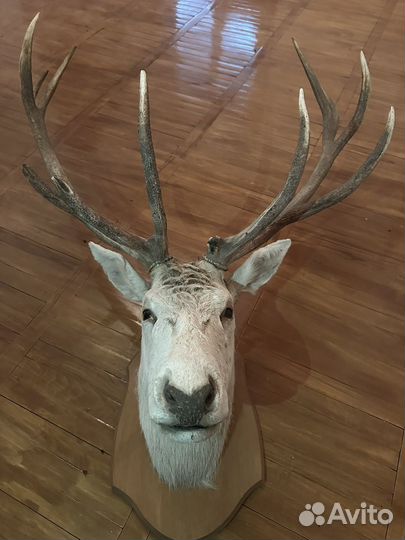 Чучела животных