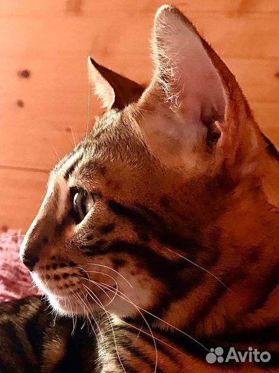 Бенгальский кот (вязка)