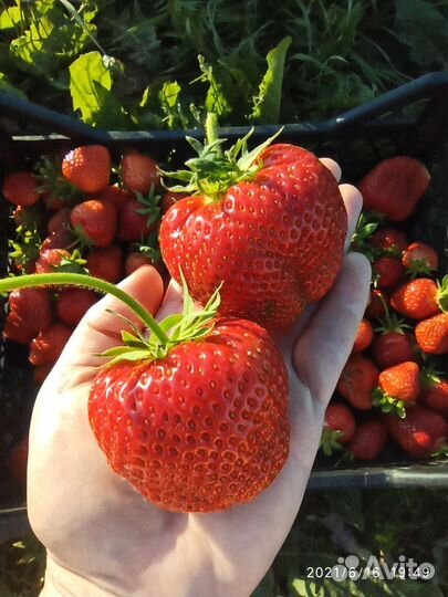 Клубника ранняя, среднего срока созревания