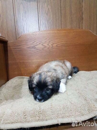 Маленькая собака