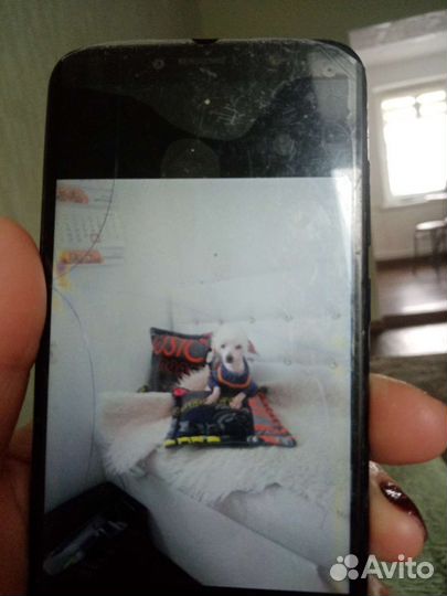 Вязка той пуделя