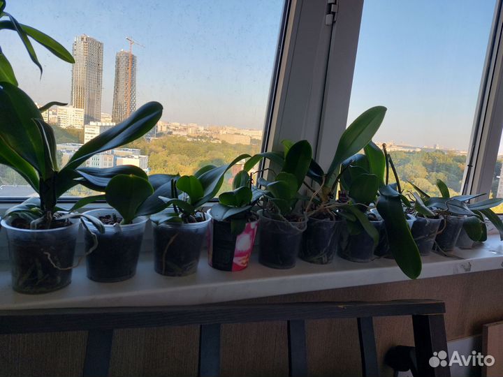 Комнатные цветы