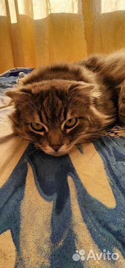 Отдам бесплатно кота и кошку