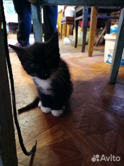 Отдам котенка в добрые руки