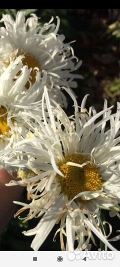 Ромашка кудрявая саженцы