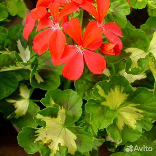 Пеларгония Happy thought сортовая