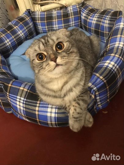 Шотландская