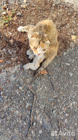 Шотландская вислоухая кошка