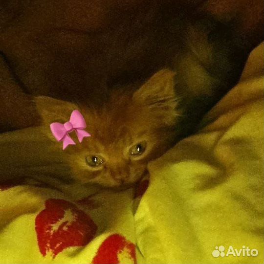 Кошка