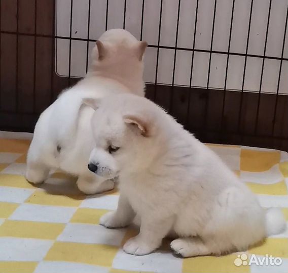 Белые Сиба ину. Ми-ми-мишки