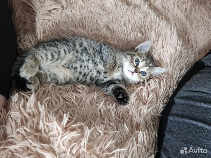 Шотландская