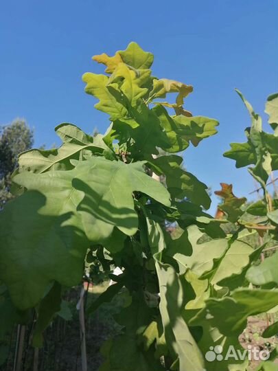 Саженцы дуба