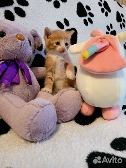 Котята в добрые руки мальчики