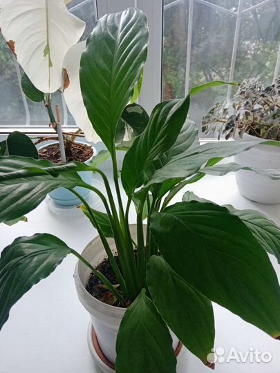 Цветы для вашего офиса