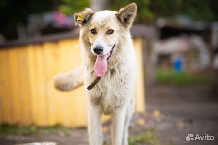 Собака в добрые руки