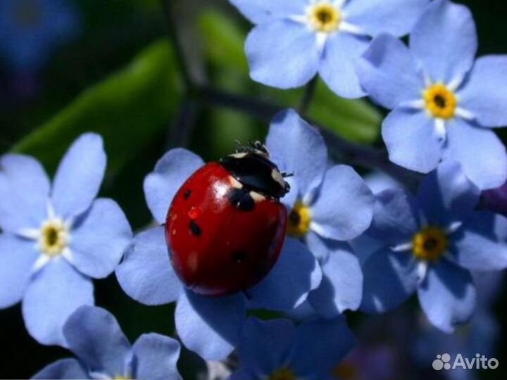 Незабудка, лен