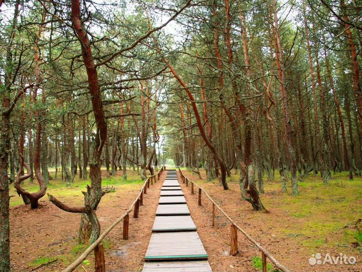 Экскурсии по Калининграду, Калининградской области