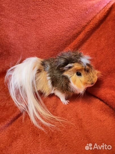 Морские свинки