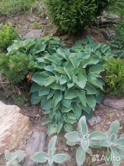 Хоста растение