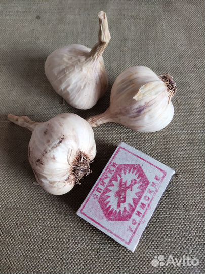 Чеснок яровой,озимый
