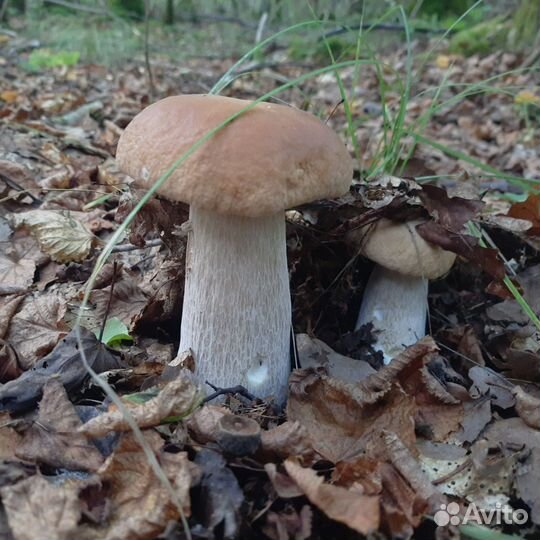 Веселка, чага, другие грибы