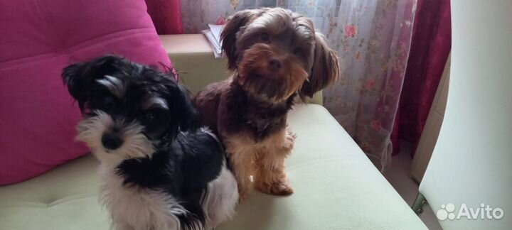 Йоркширский терьер щенки 16