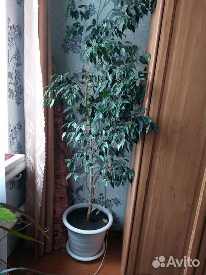 Фикус бенджамина