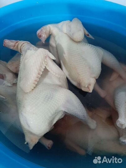 Домашнее мясо кур