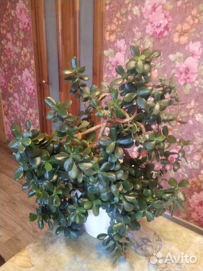 Денежное дерево. Толстянка