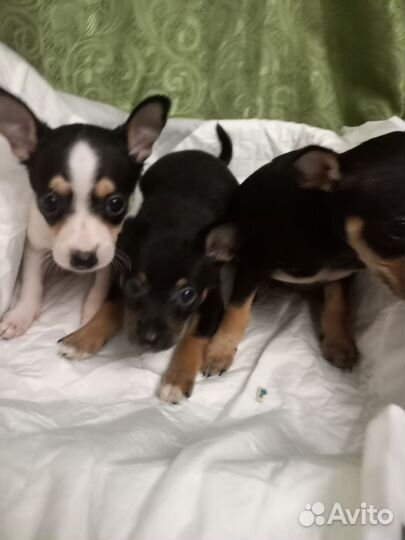 Той-терьер щенки