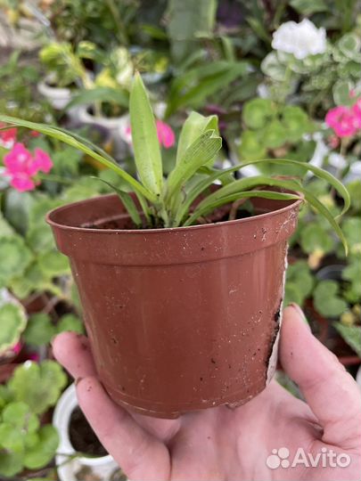 Хлорофитум