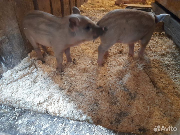 Поросята