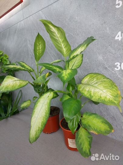 Диффенбахия Камилла